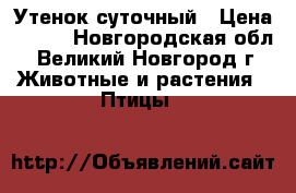 Утенок суточный › Цена ­ 150 - Новгородская обл., Великий Новгород г. Животные и растения » Птицы   